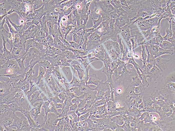 HMC3细胞细胞图片