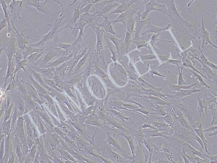 大鼠主动脉细胞图片