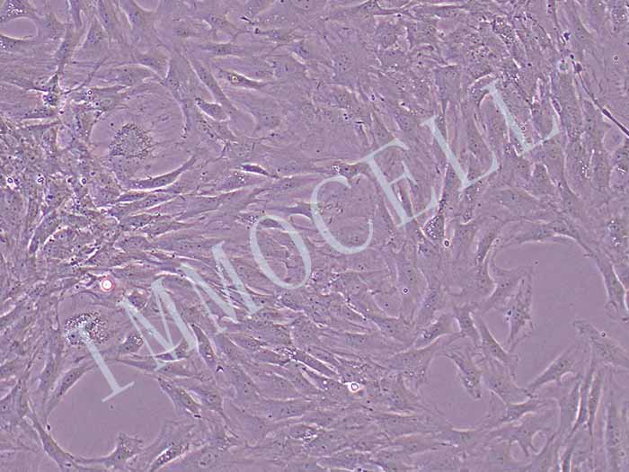 大鼠肌腱干细胞永生化图片