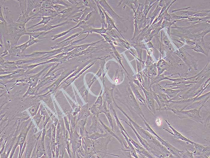 MRC-5细胞细胞图片