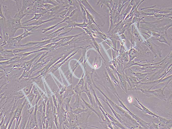 MRC-5细胞图片
