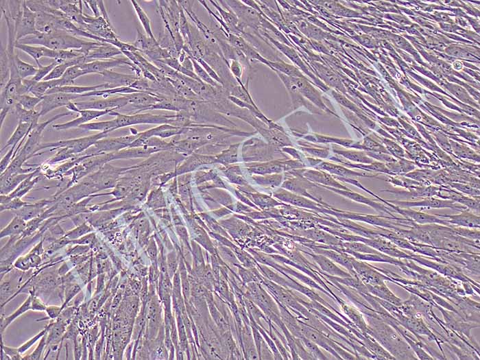 MRC-5人胚肺成纤维细胞图片