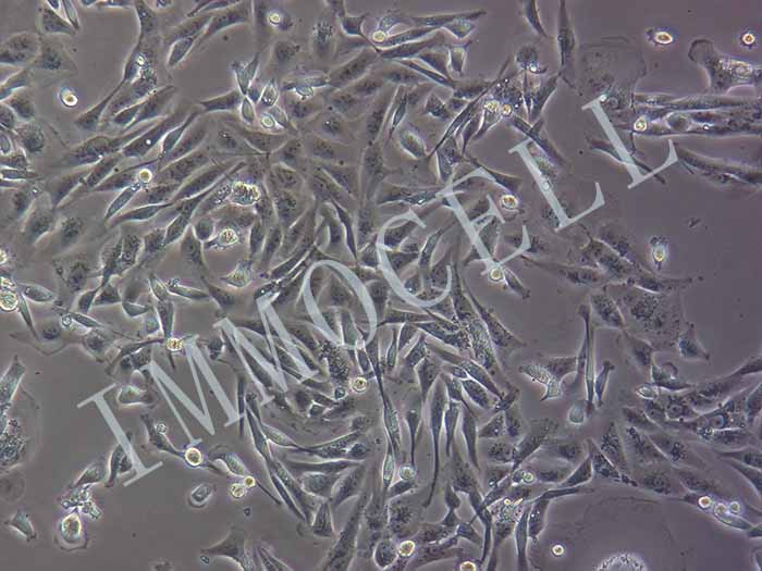 MDA-MB-231/ADR人乳腺癌阿霉素耐药细胞株图片