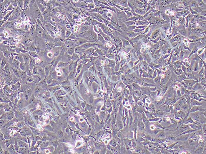 HCMEC/D3细胞图片