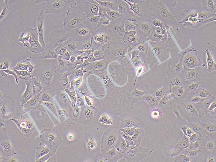 HCCC-9810细胞图片