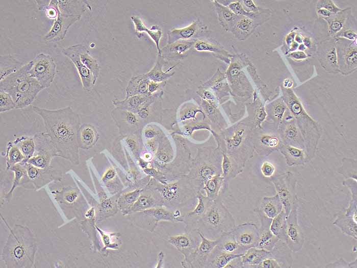 HCCC9810细胞图片