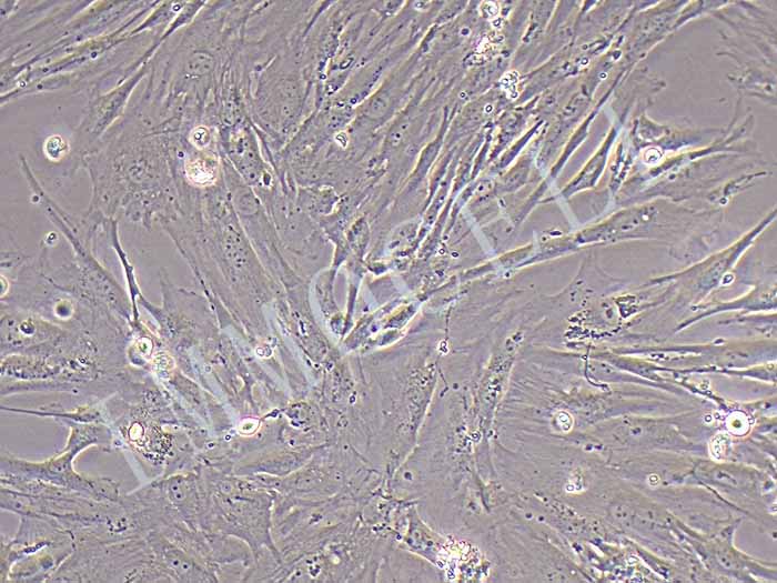 hEM15A细胞细胞图片
