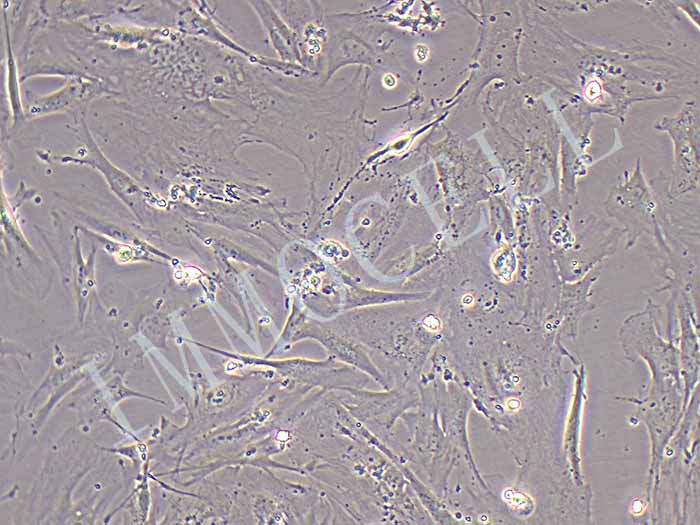 hEM15A细胞图片