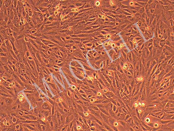 SV40-MES-13细胞图片