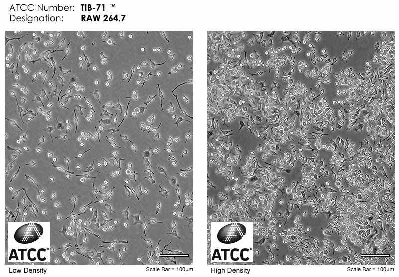 RAW 264.7细胞形态图片