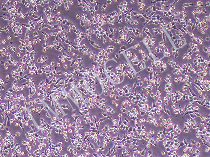 RAW 264.7小鼠单核巨噬细胞图片