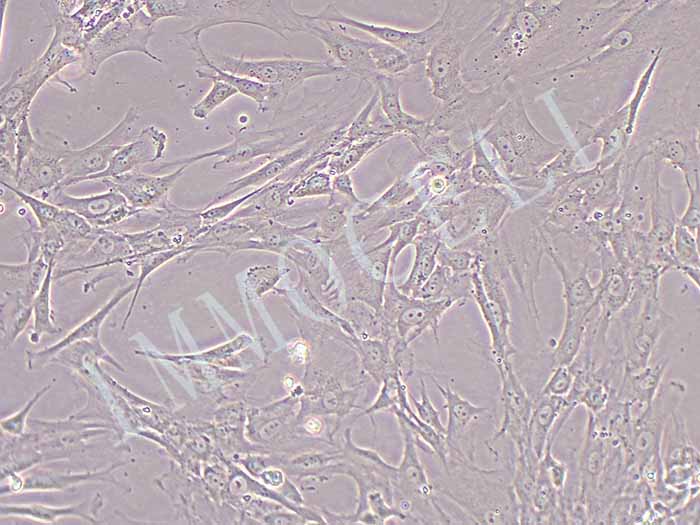 CCC-ESF-1细胞图片