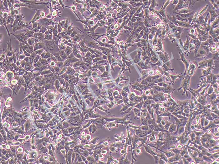 GL-261-LUC细胞图片