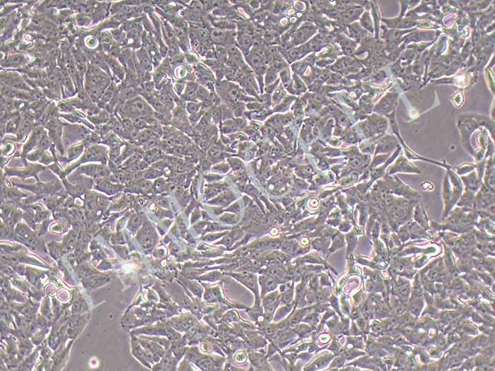 NCI-H358细胞细胞图片