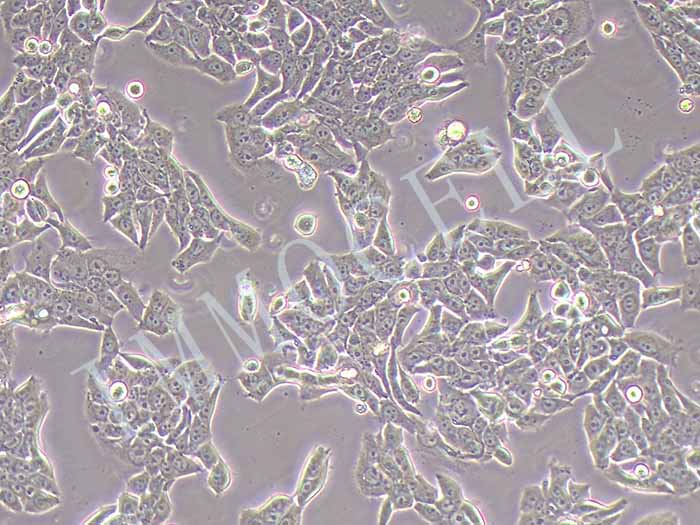 NCI-H358细胞图片