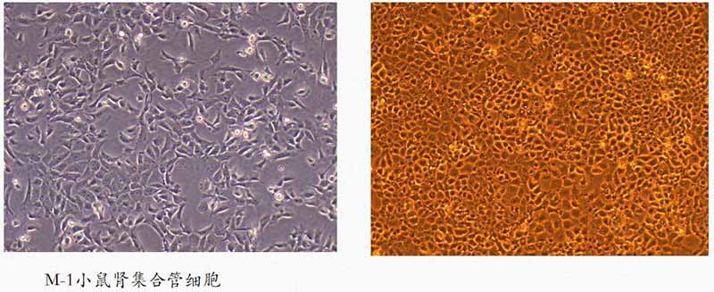 M-1小鼠肾集合管细胞图片