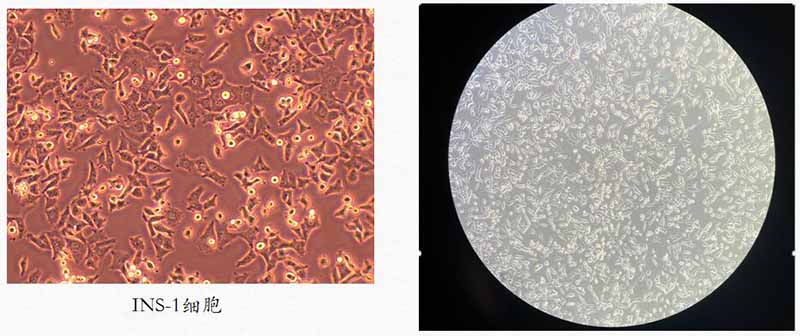 INS-1细胞使用不适合生长ph环境图