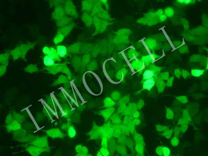 SMMC-7721-COGFP细胞图片