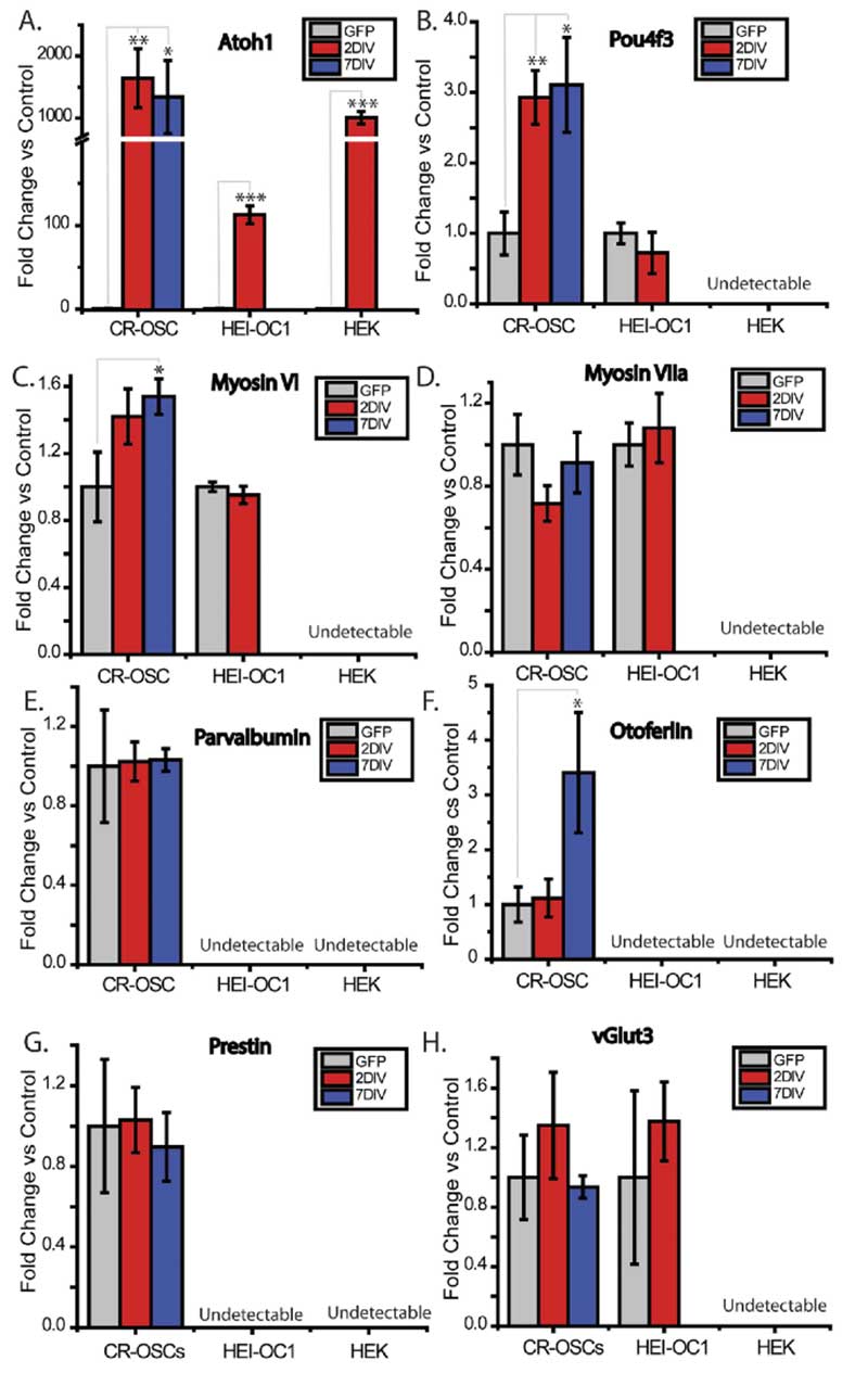 过表达Atoh1后CR-OSC能够上调Pou4f3, Myosin VI和 Otoferlin图片