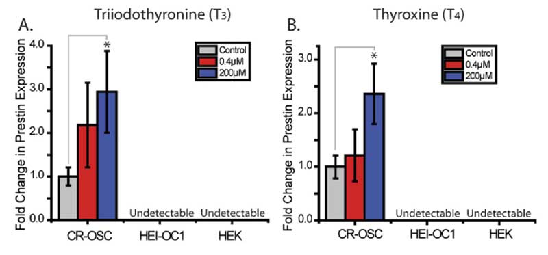 甲状腺激素处理能够诱导CR-OSC上调Prestin图片