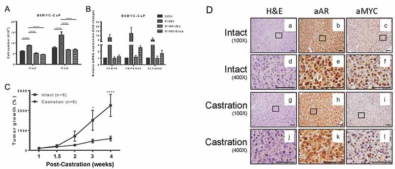 B6MYC-CaP细胞仍保留对雄性激素的依赖图