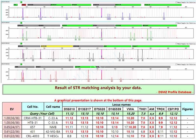 C33A人宫颈癌细胞STR鉴定位点图