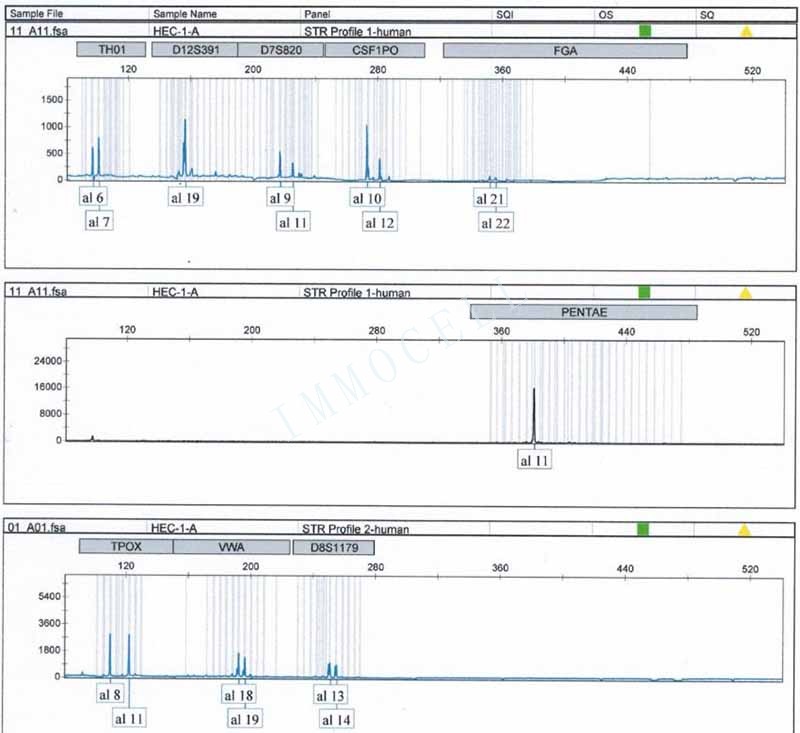 HEC-1-A人子宫内膜腺癌细胞STR鉴定位点图