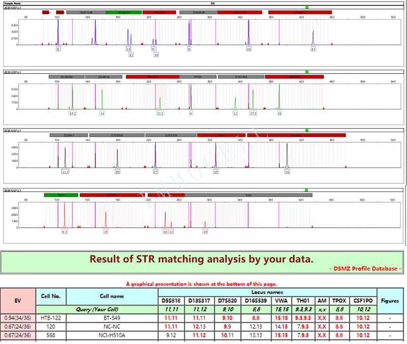 BT-549人乳腺管癌细胞STR鉴定位点图