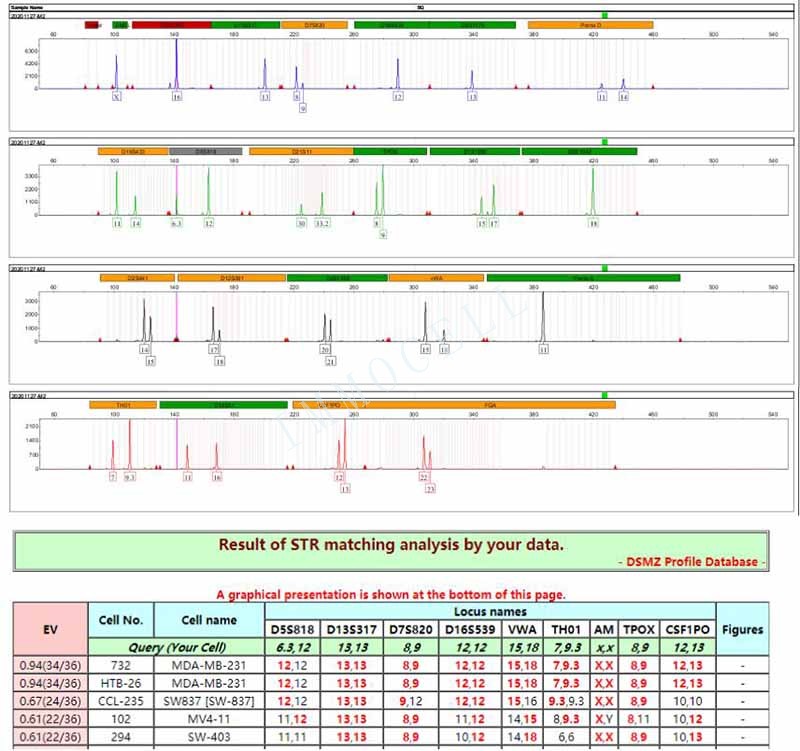 MDA-MB-231人乳腺癌细胞STR鉴定位点图