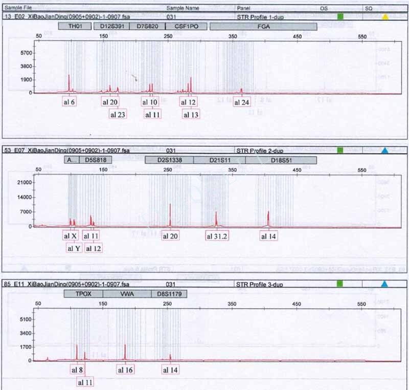 OS-RC-2人肾癌细胞STR鉴定位点图