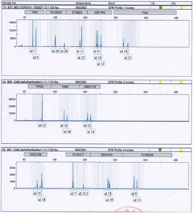 MGC-803人胃癌细胞STR鉴定位点图片