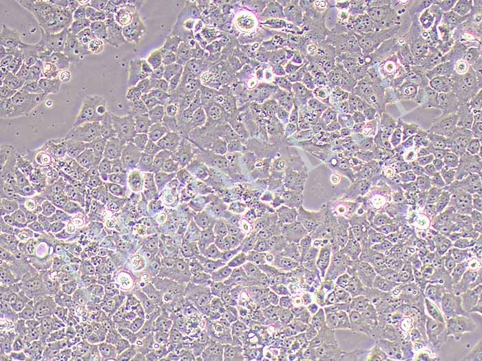 MS751细胞图片
