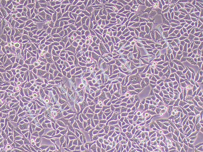 P53R细胞细胞图片