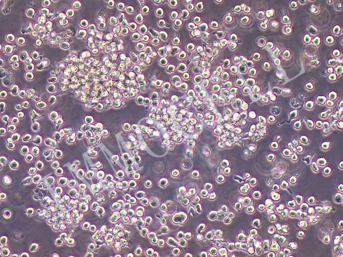 SNK-6细胞细胞图片