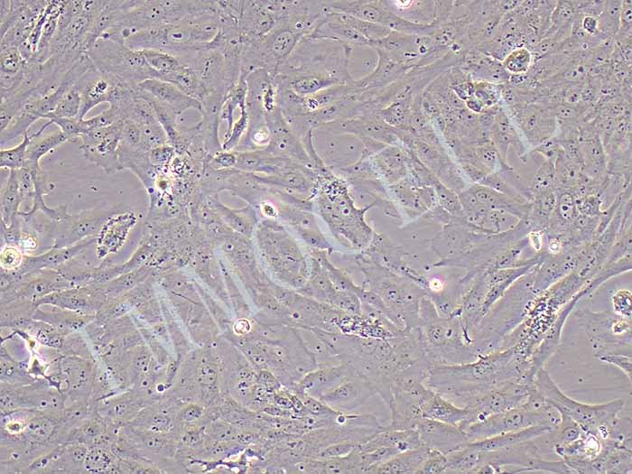 SW1353细胞图片