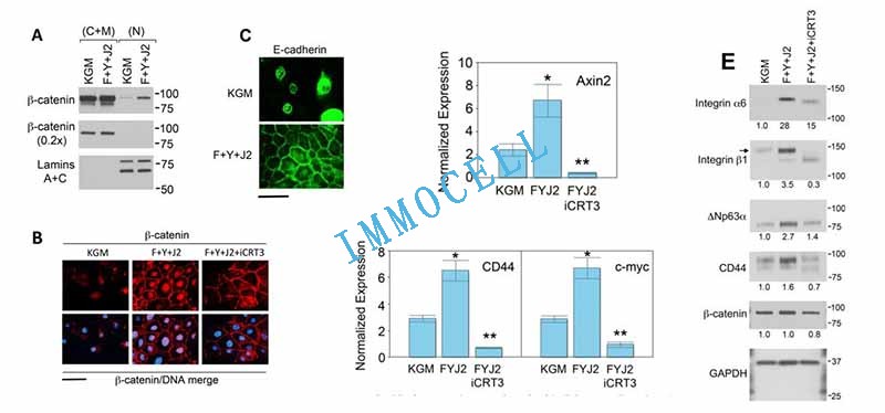 HEC细胞条件性培养中诱导表达的表皮干细胞分子依赖于β-catenin下游基因图