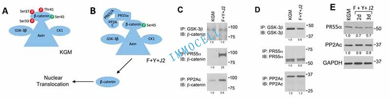 HEC条件性重编程中上调PP2A调节和催化亚基蛋白于β-catenin的结合图