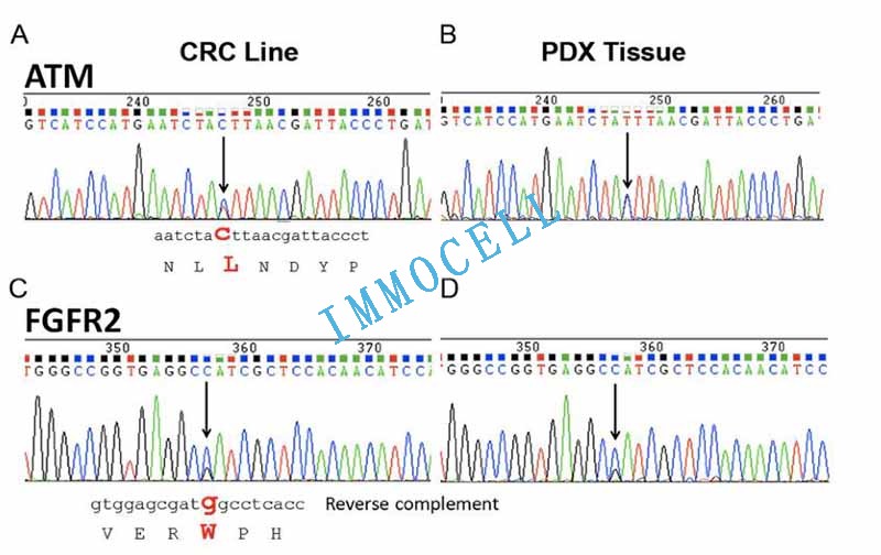 ACC11细胞和其亲本细胞表达突变的ATM和FGFR2转录本图
