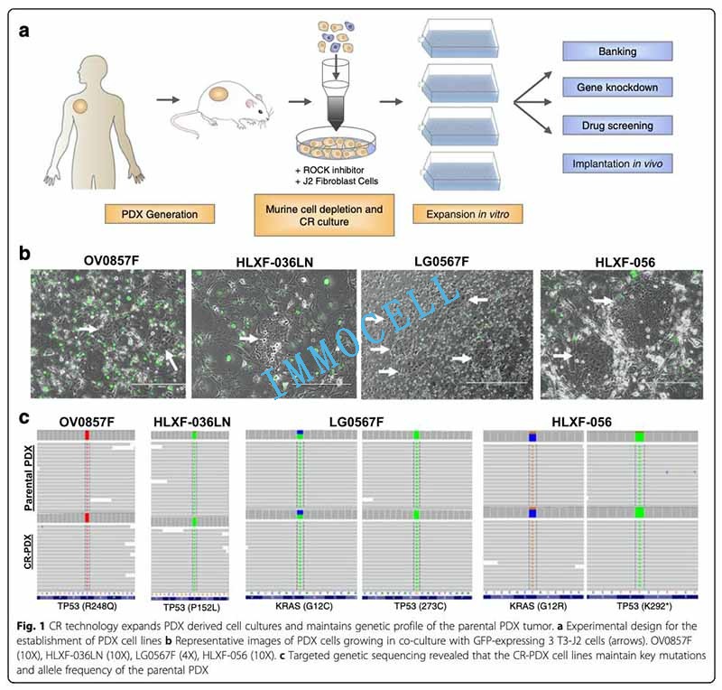 CR技术能够建立稳定的PDX细胞系并维持亲本肿瘤特性图