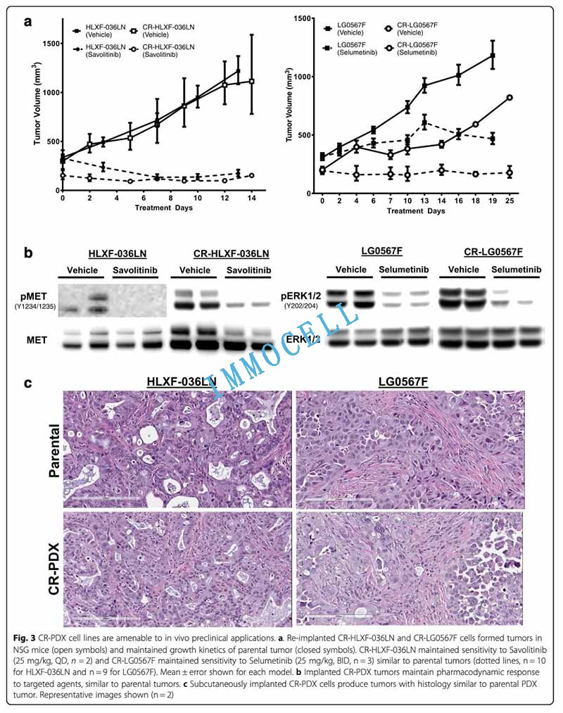 CR-PDX细胞能用于体内的临床前研究图