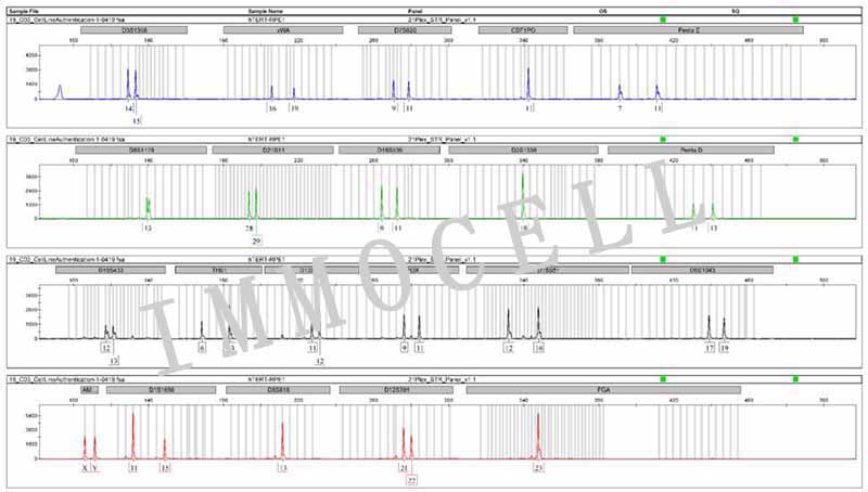 ARPE-19人视网膜色素上皮细胞STR鉴定图片