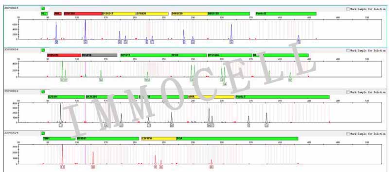 HaCat人永生化角质形成细胞STR鉴定图片