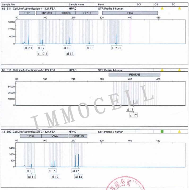 HPAC人胰腺腺泡上皮癌STR鉴定图片
