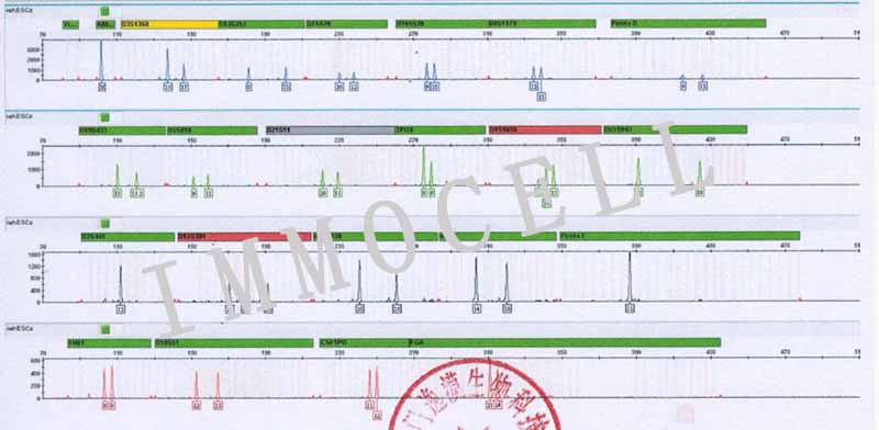iehESCs人子宫内膜间质细胞STR鉴定图片
