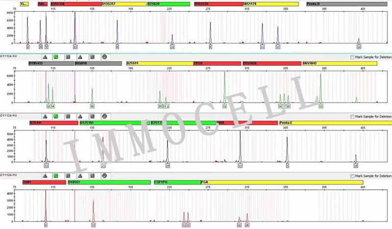 KU812人外周血嗜碱性白血病细胞STR鉴定图片