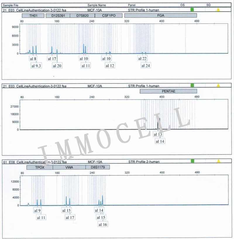 MCF-10A人乳腺上皮细胞STR鉴定图片
