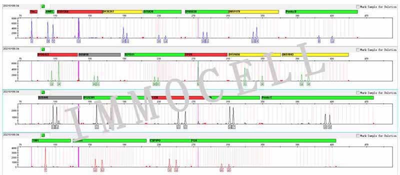 MOLM-13人急性骨髓白血病细胞STR鉴定图片