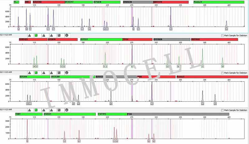 MRC-5人胚肺成纤维细胞STR鉴定图片