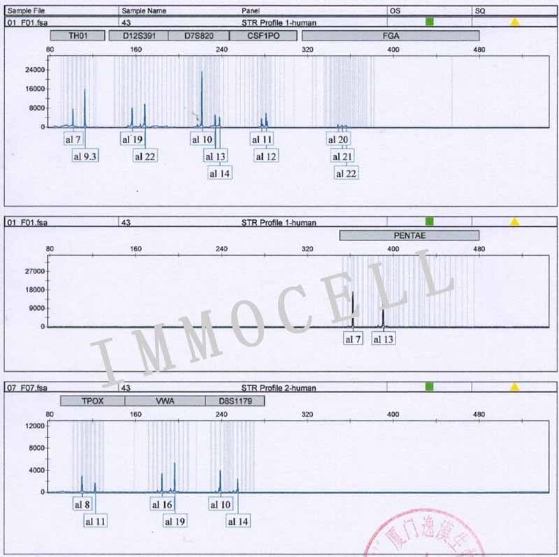 NB4人急性早幼粒细胞白血病细胞STR鉴定图片