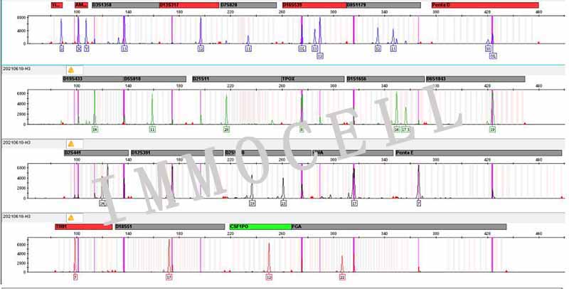 NCI-H322人支气管肺泡癌细胞STR鉴定图片